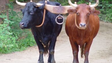 oxen