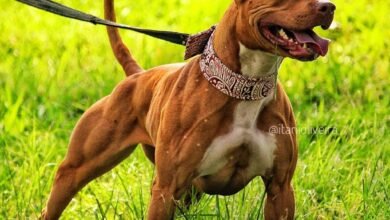 pitbull