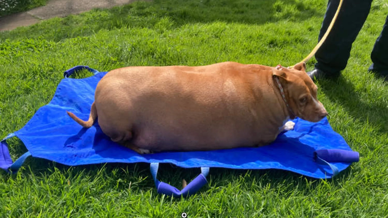 dog