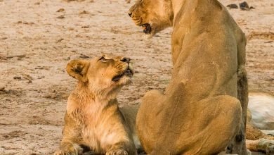 Zimbabwe Lions