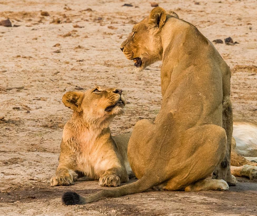 Zimbabwe Lions