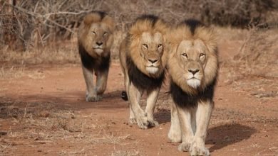 lions