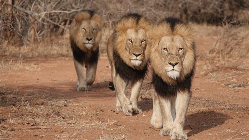 lions