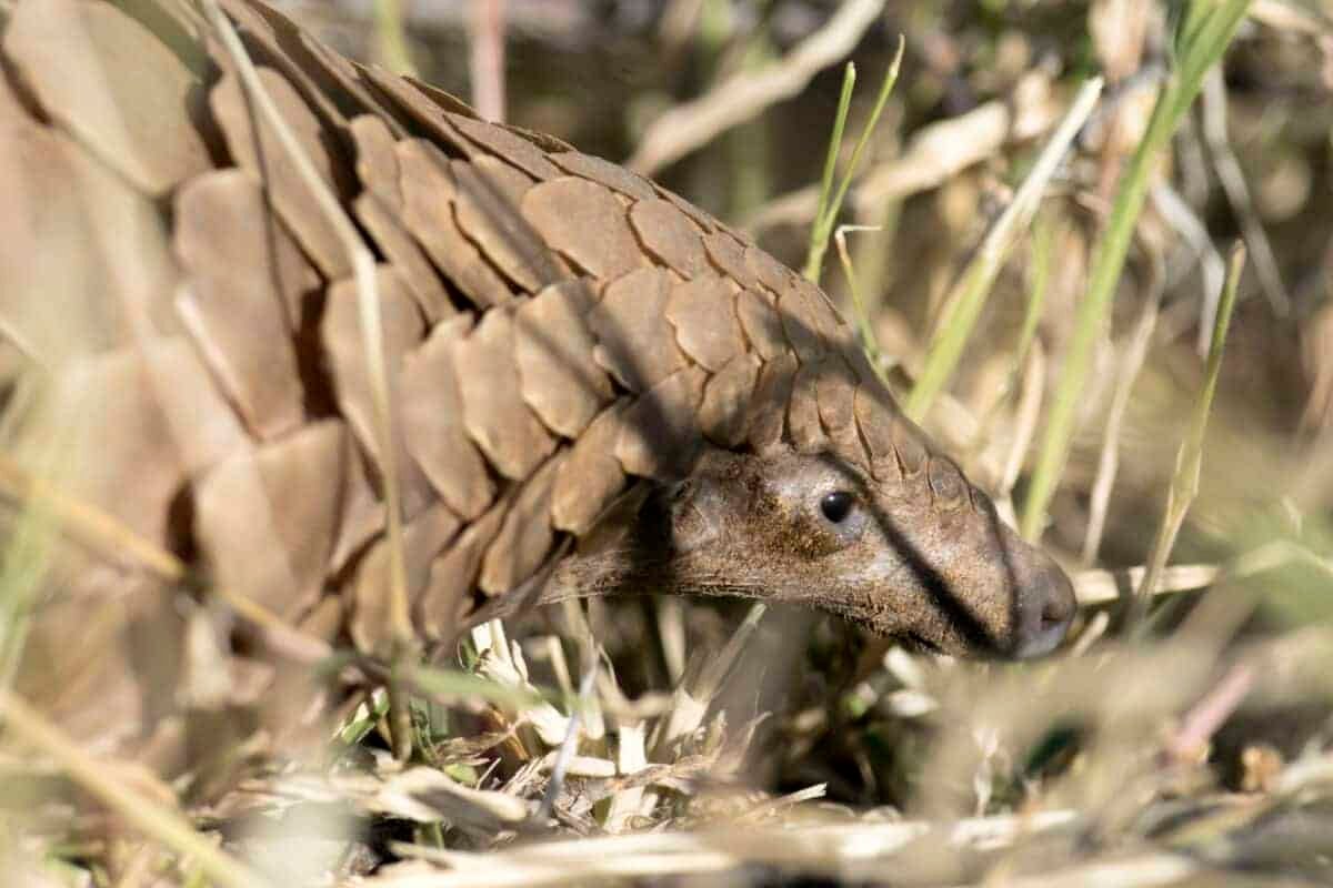 pangolin dealers