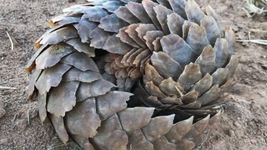 pangolin dealers
