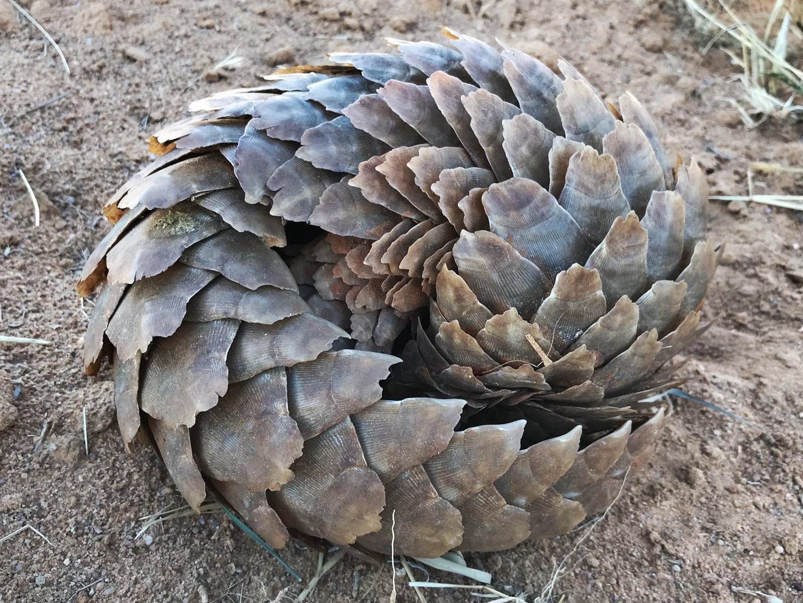 pangolin dealers