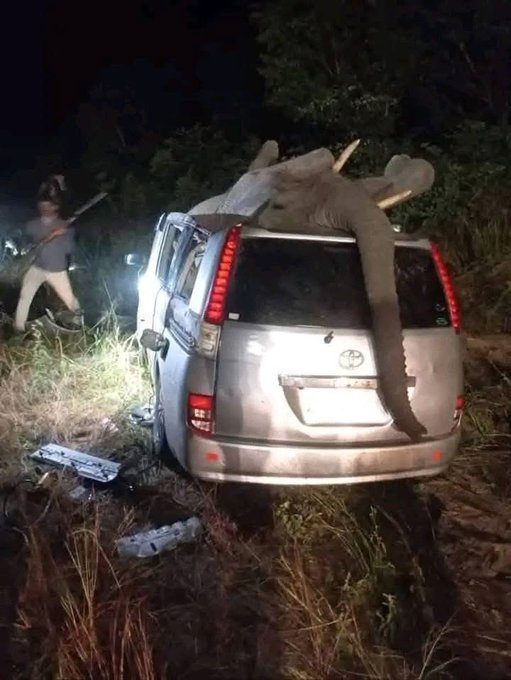Elephant collision kills one