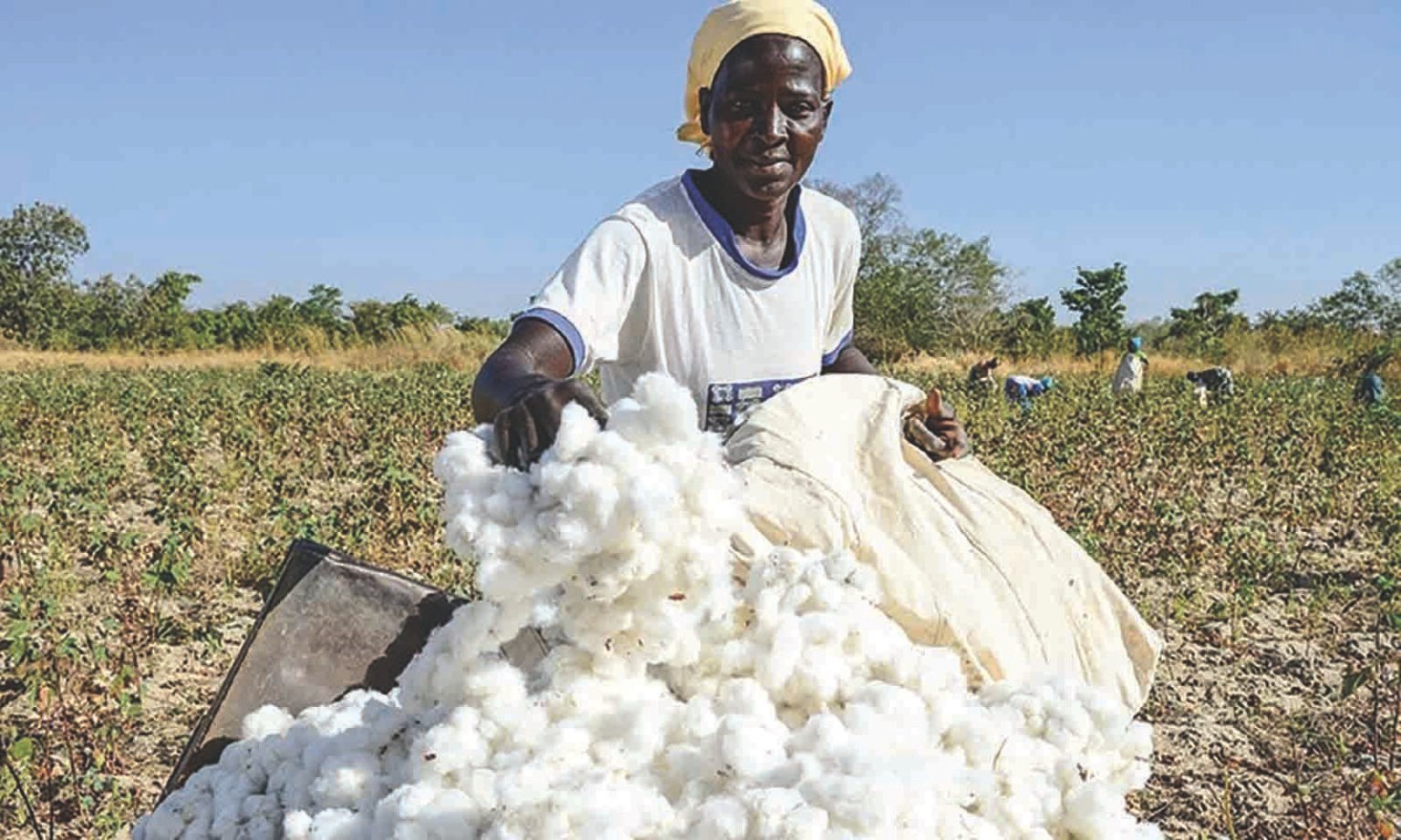 Cotton